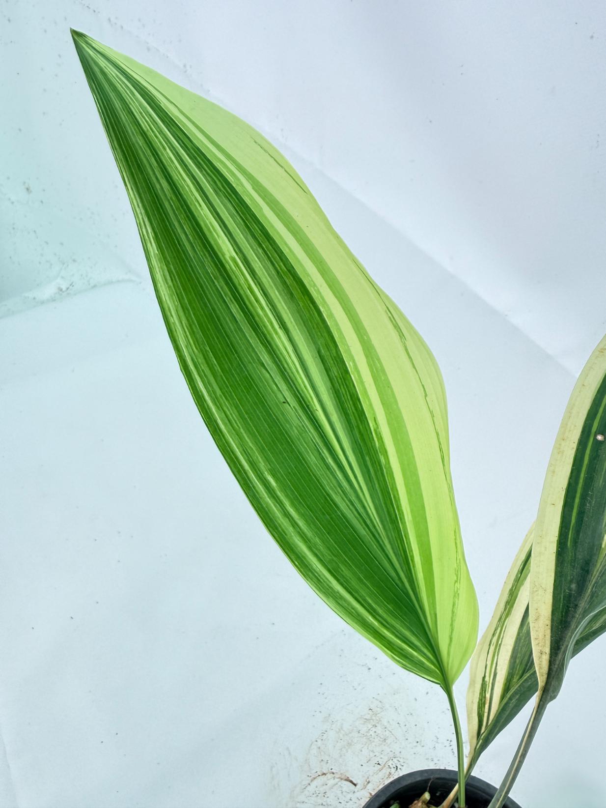 Aspidistra Elatior Variegata 10