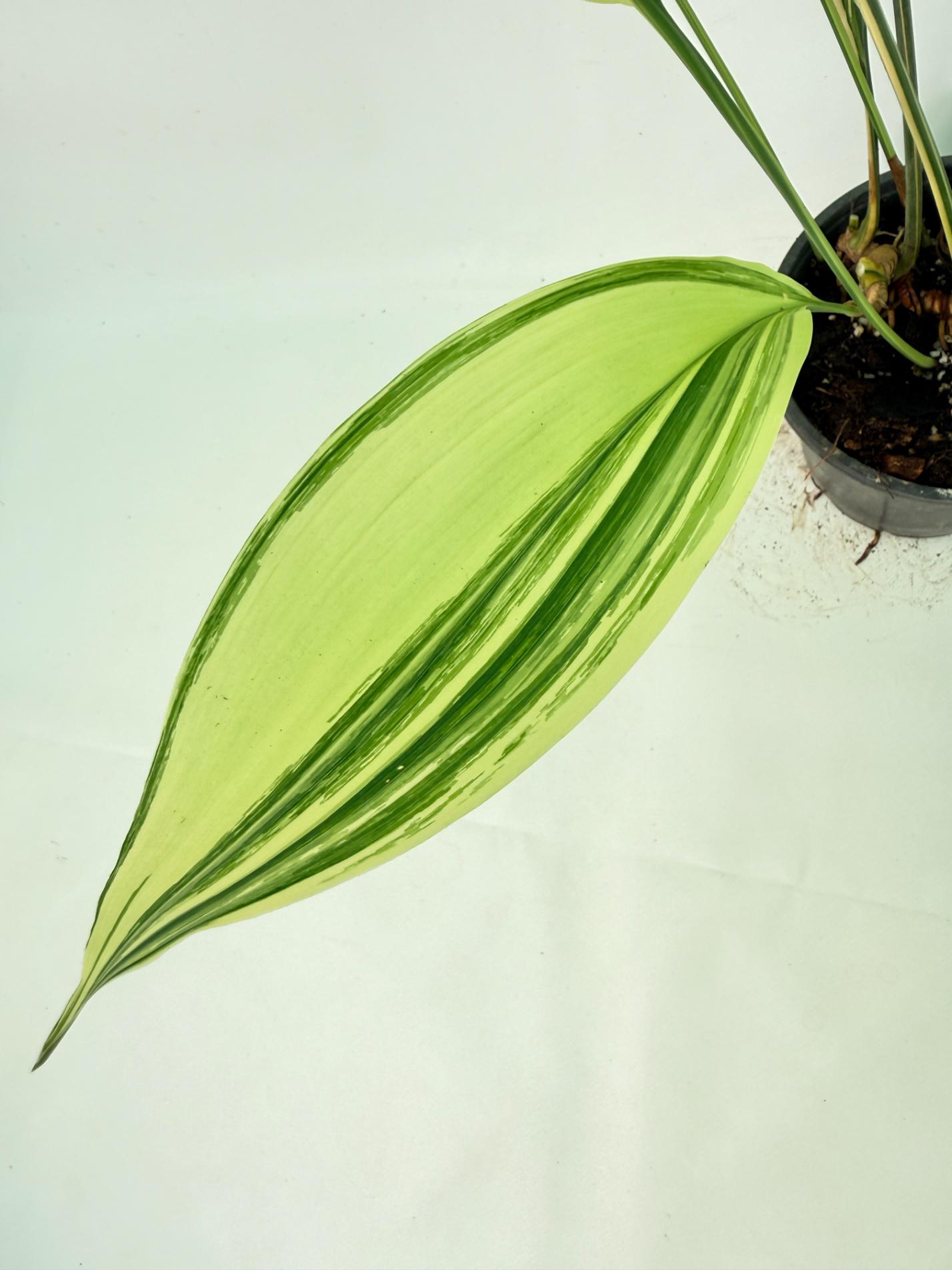 Aspidistra Elatior Variegata 11