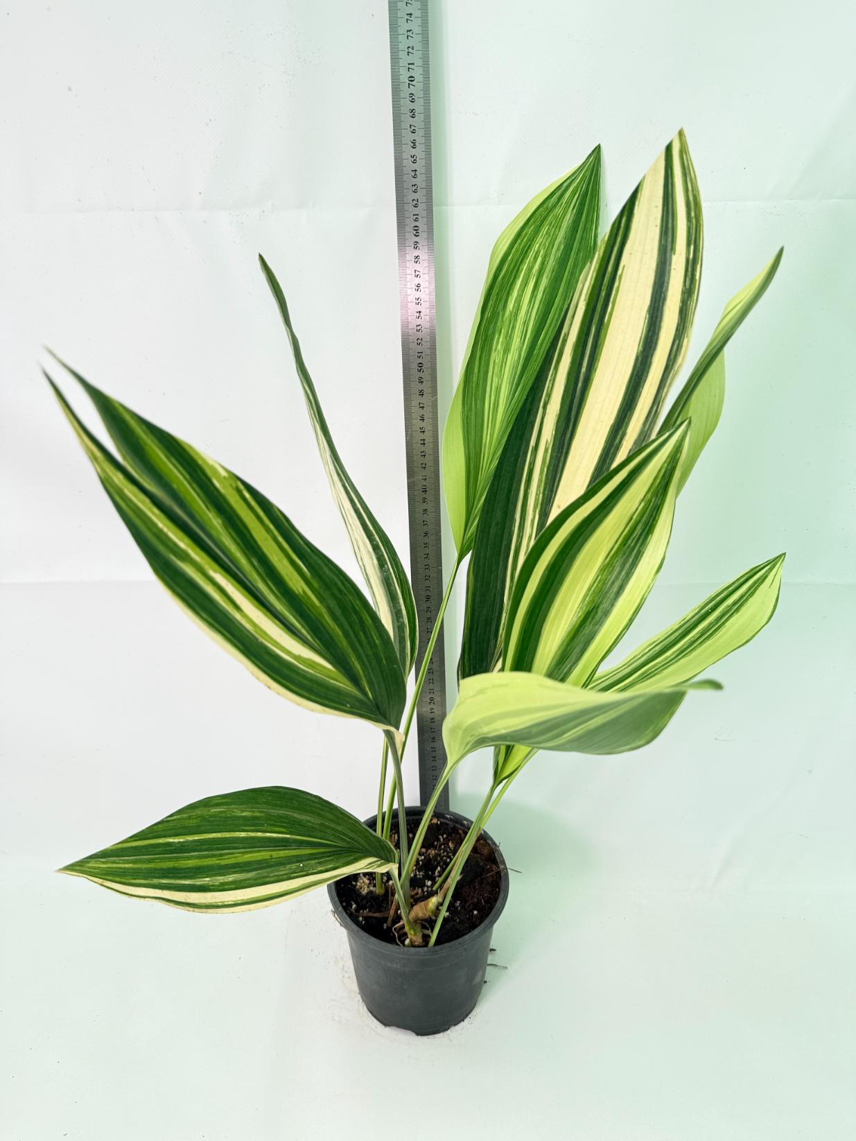 Aspidistra Elatior Variegata 02