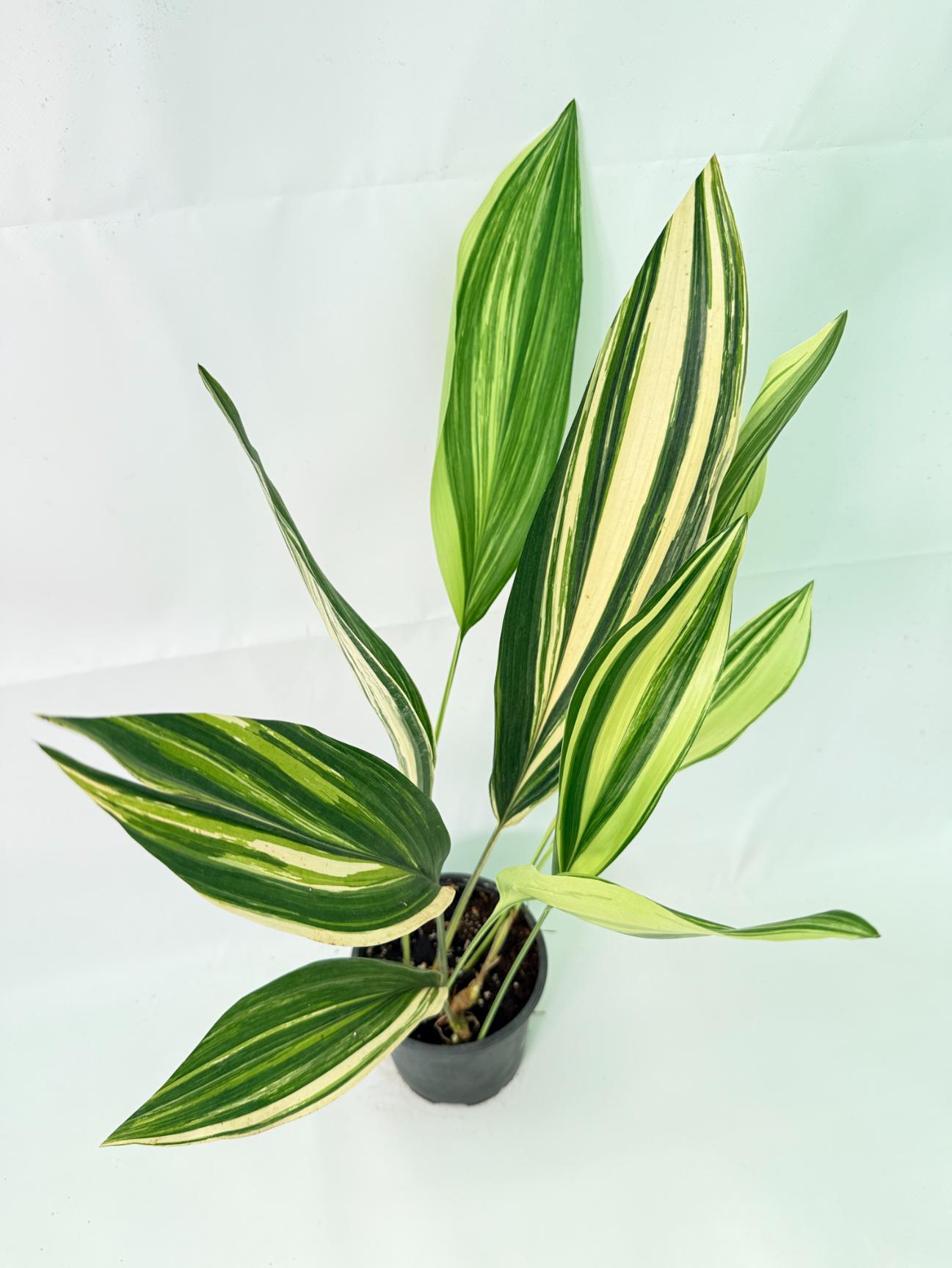 Aspidistra Elatior Variegata 01