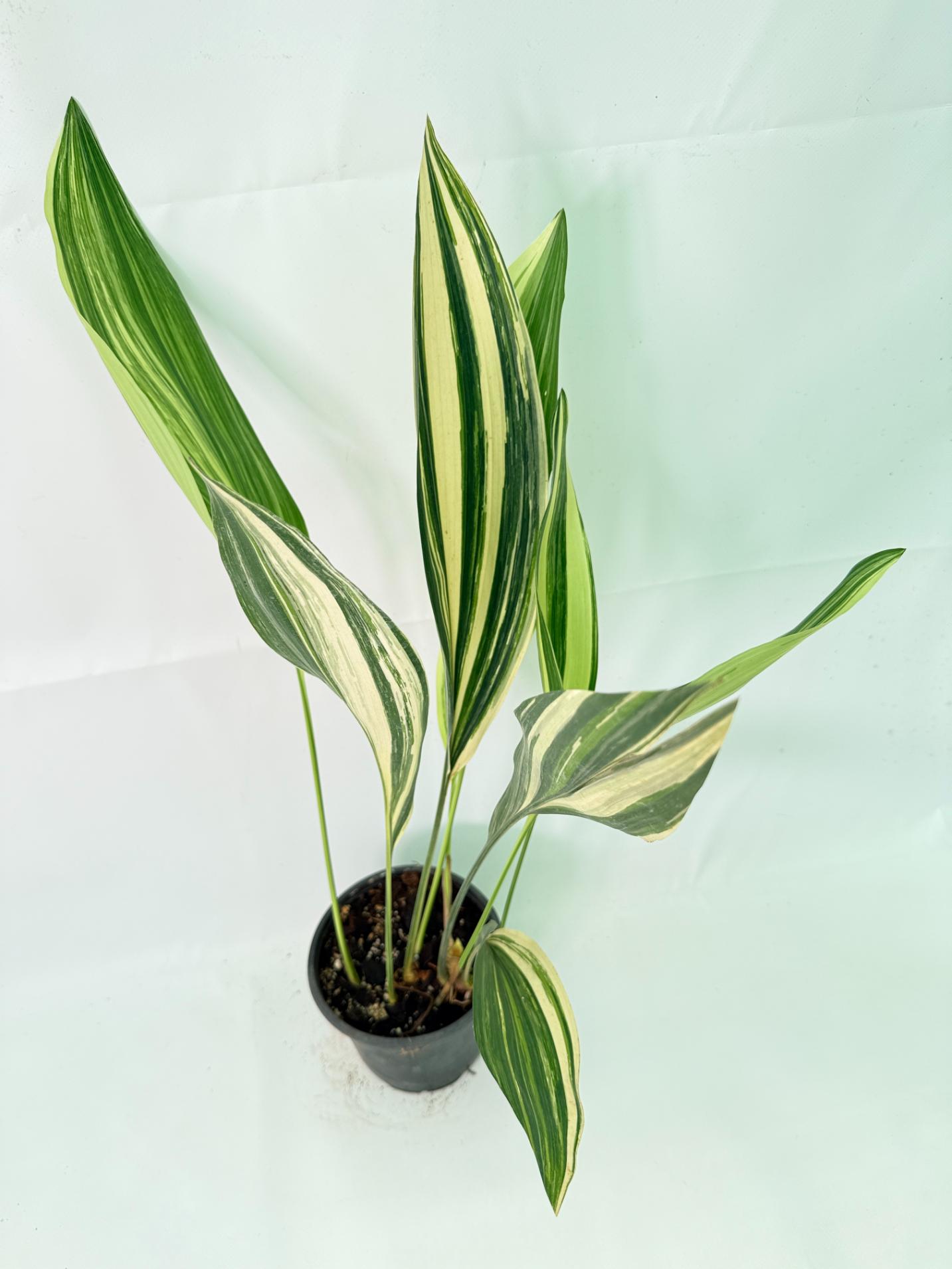 Aspidistra Elatior Variegata 03