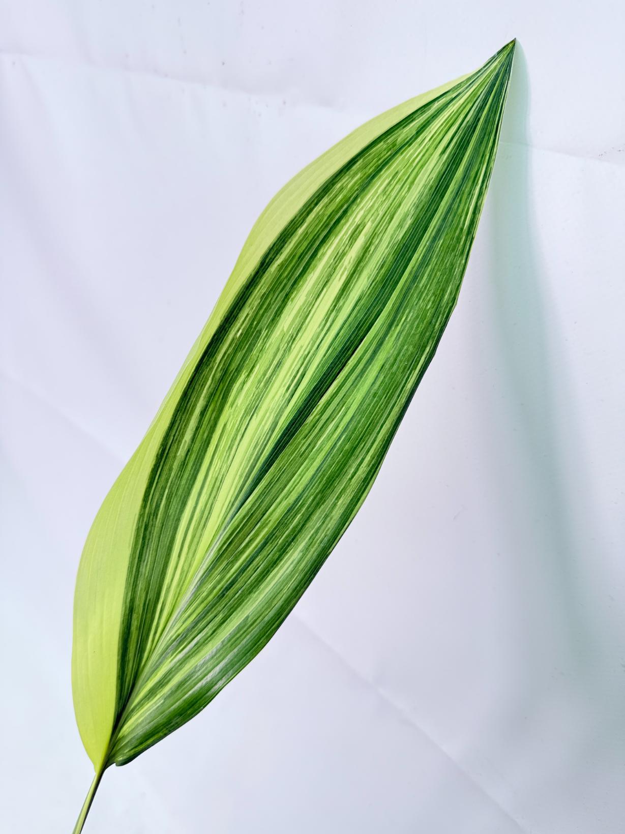 Aspidistra Elatior Variegata 04