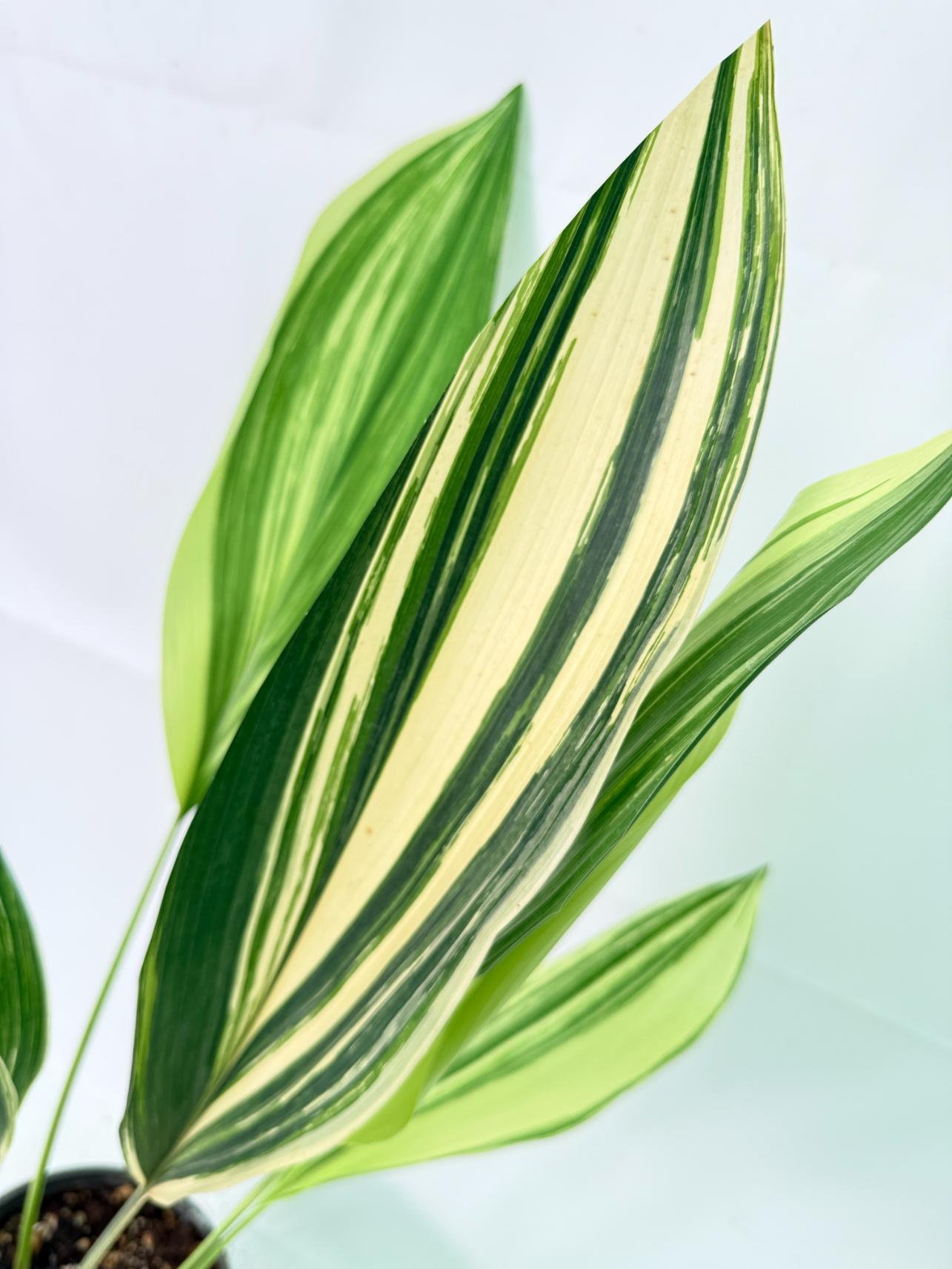 Aspidistra Elatior Variegata 05