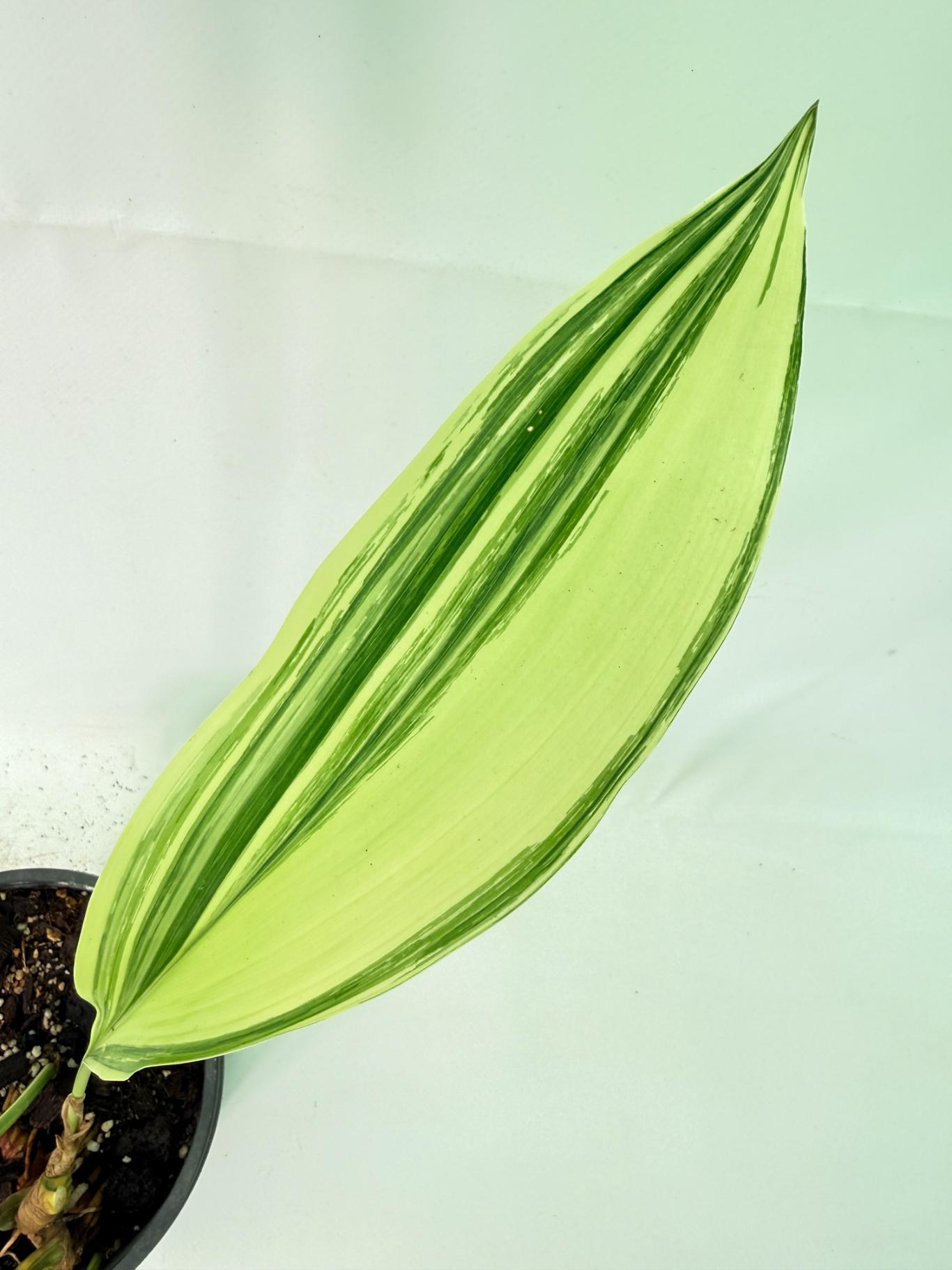 Aspidistra Elatior Variegata 06