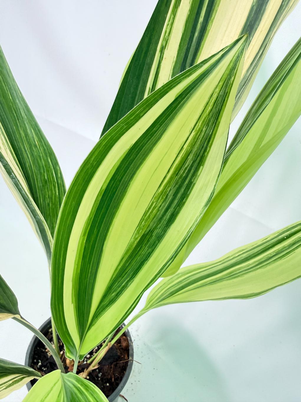 Aspidistra Elatior Variegata 07