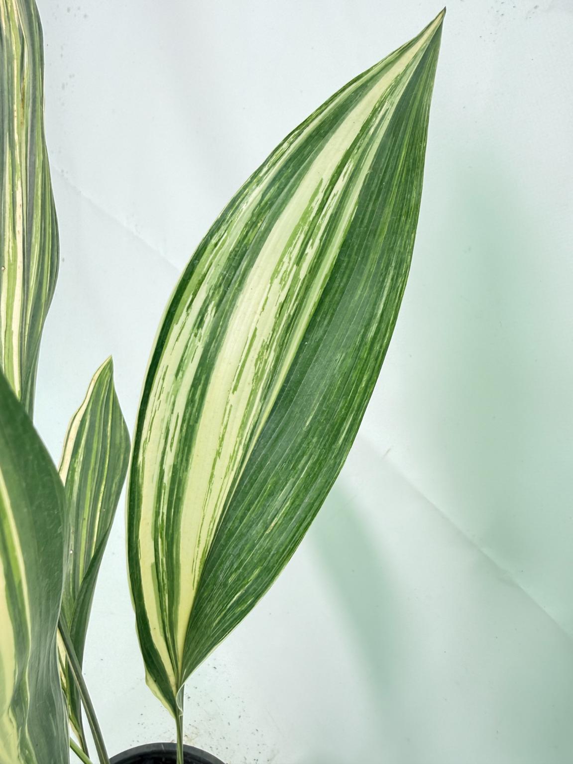 Aspidistra Elatior Variegata 08