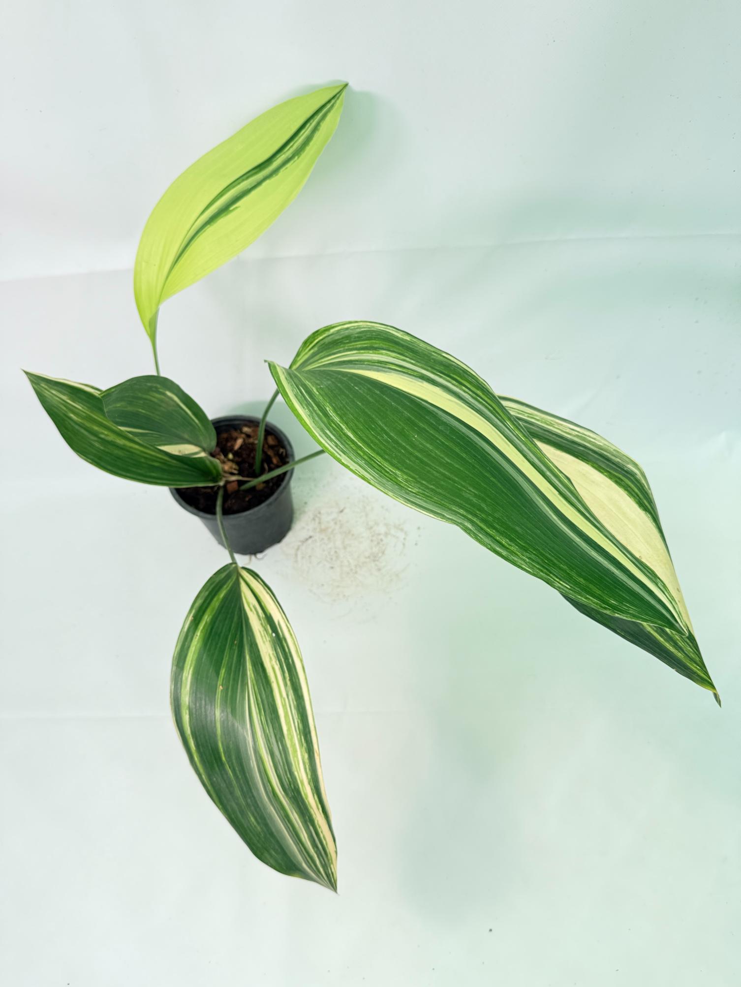 Aspidistra Elatior Variegata 08