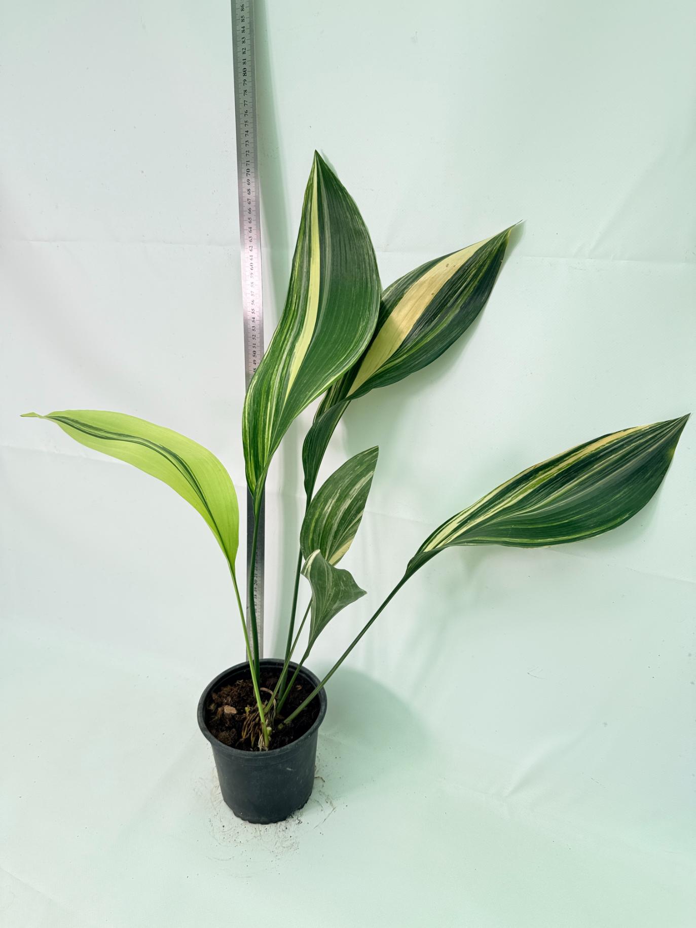 Aspidistra Elatior Variegata 01