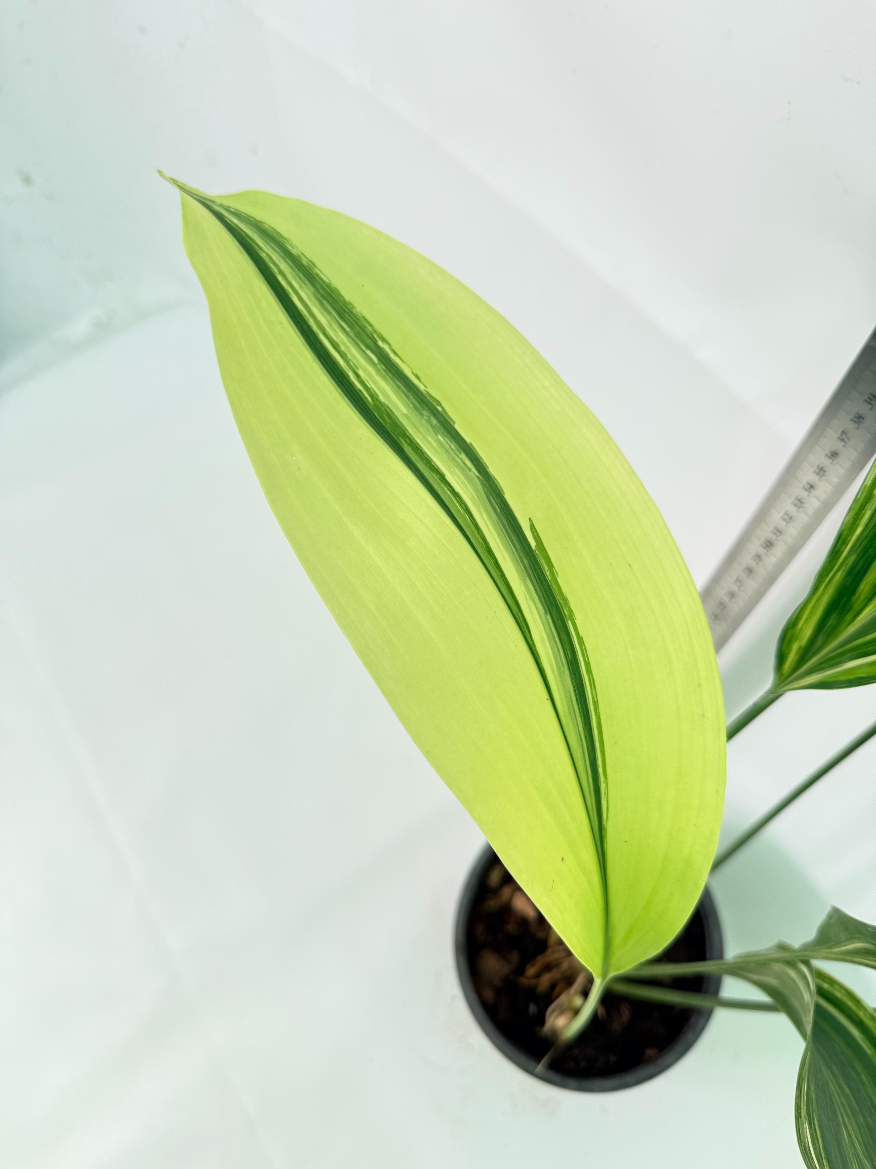 Aspidistra Elatior Variegata 02