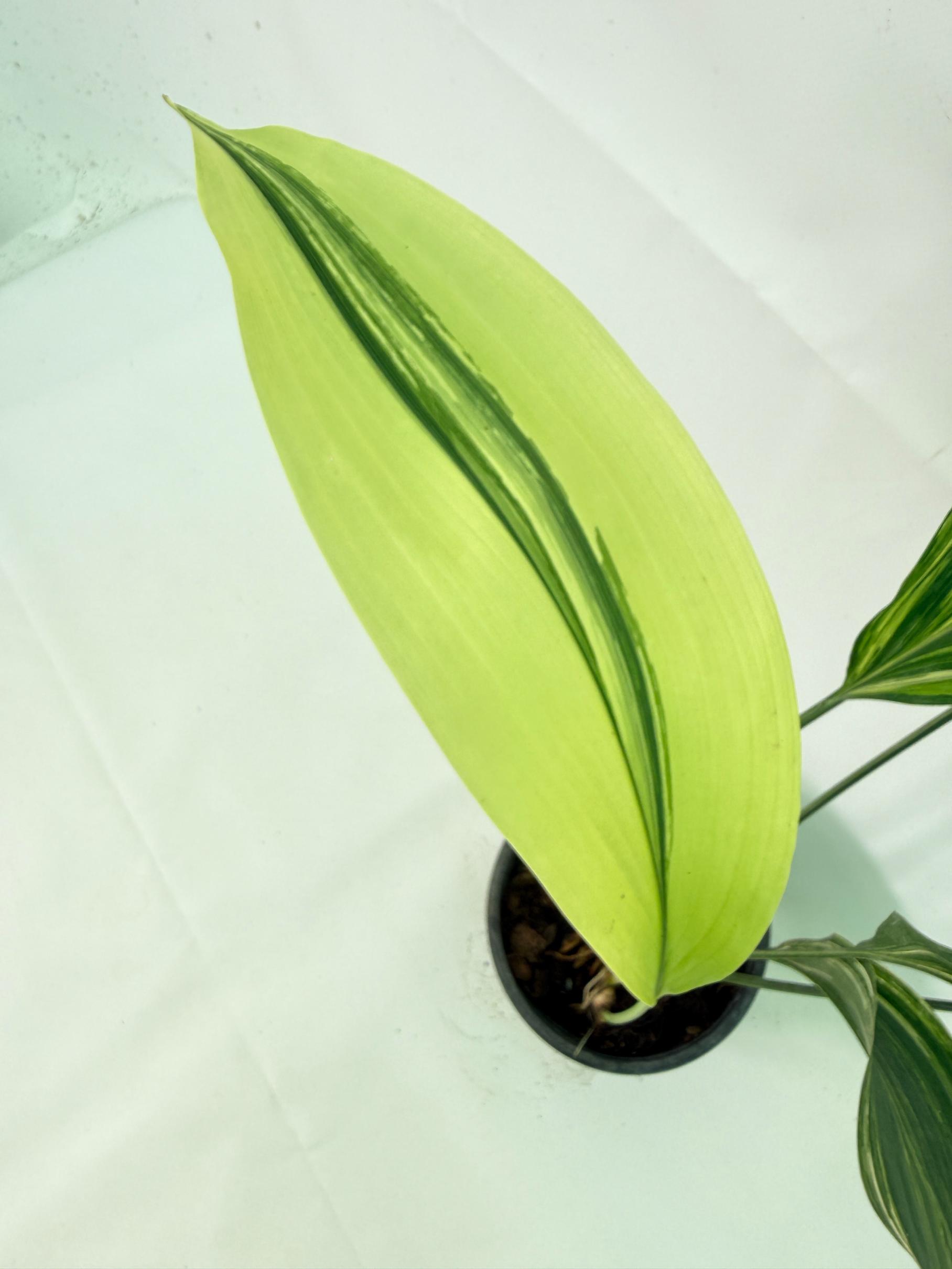 Aspidistra Elatior Variegata