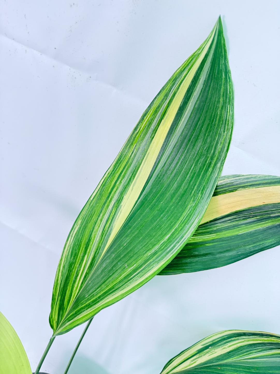 Aspidistra Elatior Variegata 03