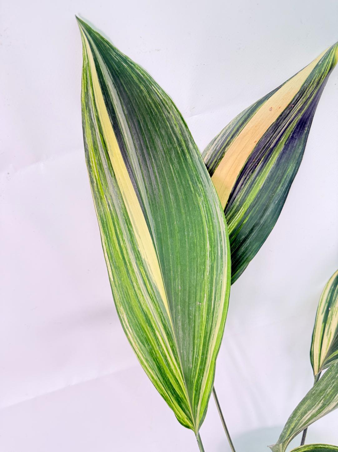 Aspidistra Elatior Variegata 04