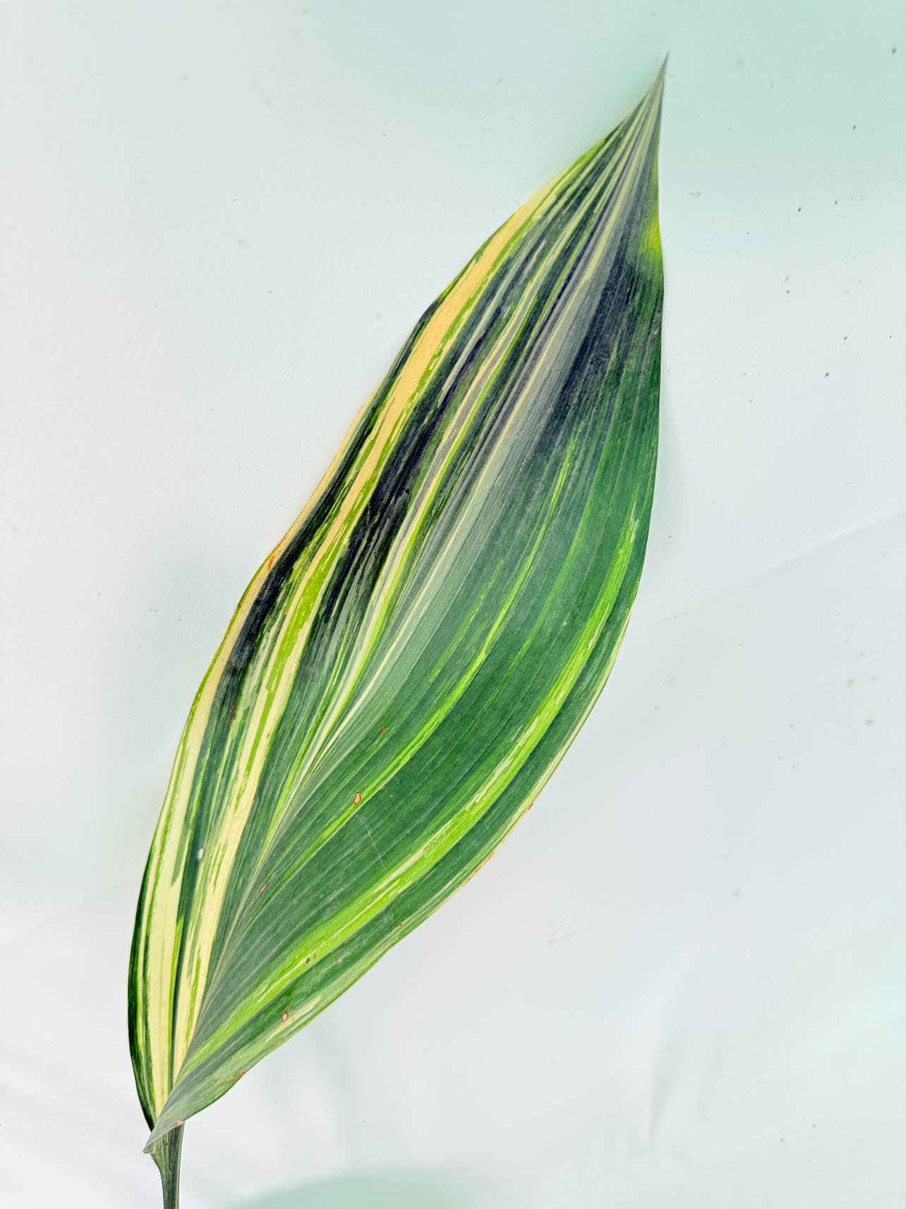 Aspidistra Elatior Variegata 05