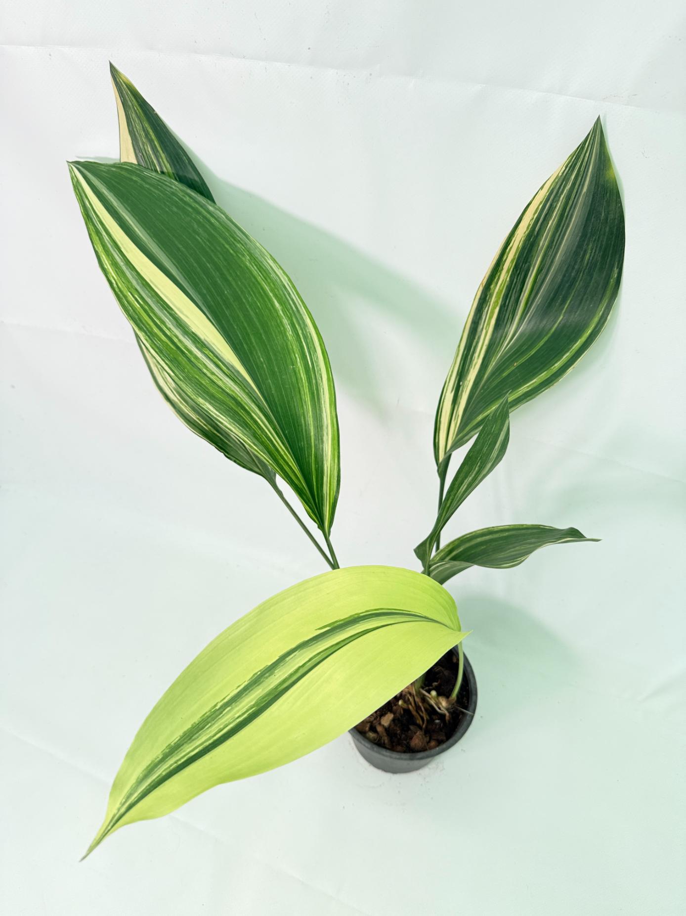 Aspidistra Elatior Variegata 06