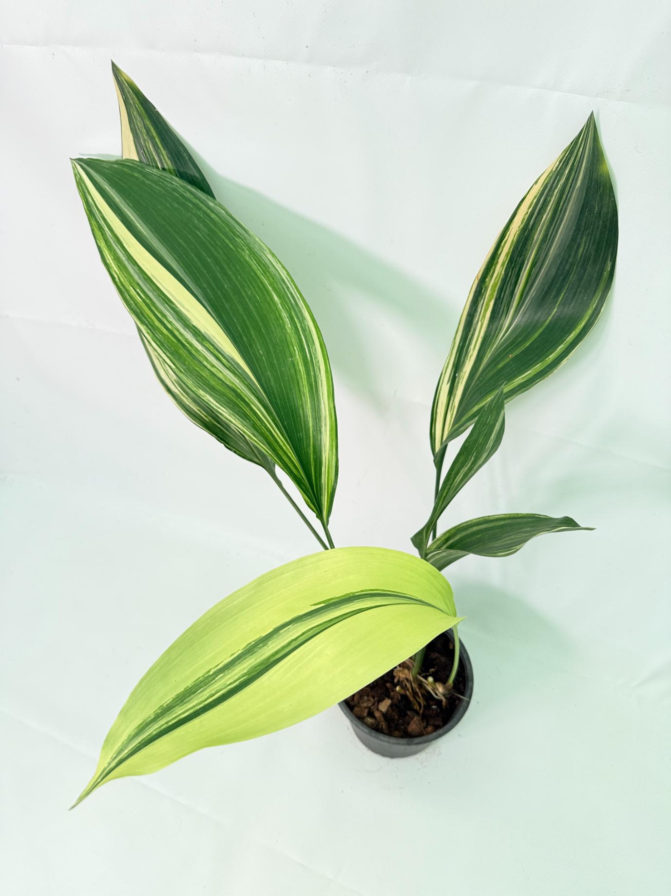 Aspidistra Elatior Variegata 07