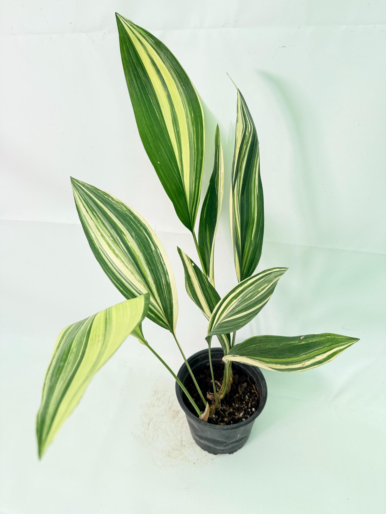 Aspidistra Elatior Variegata 09