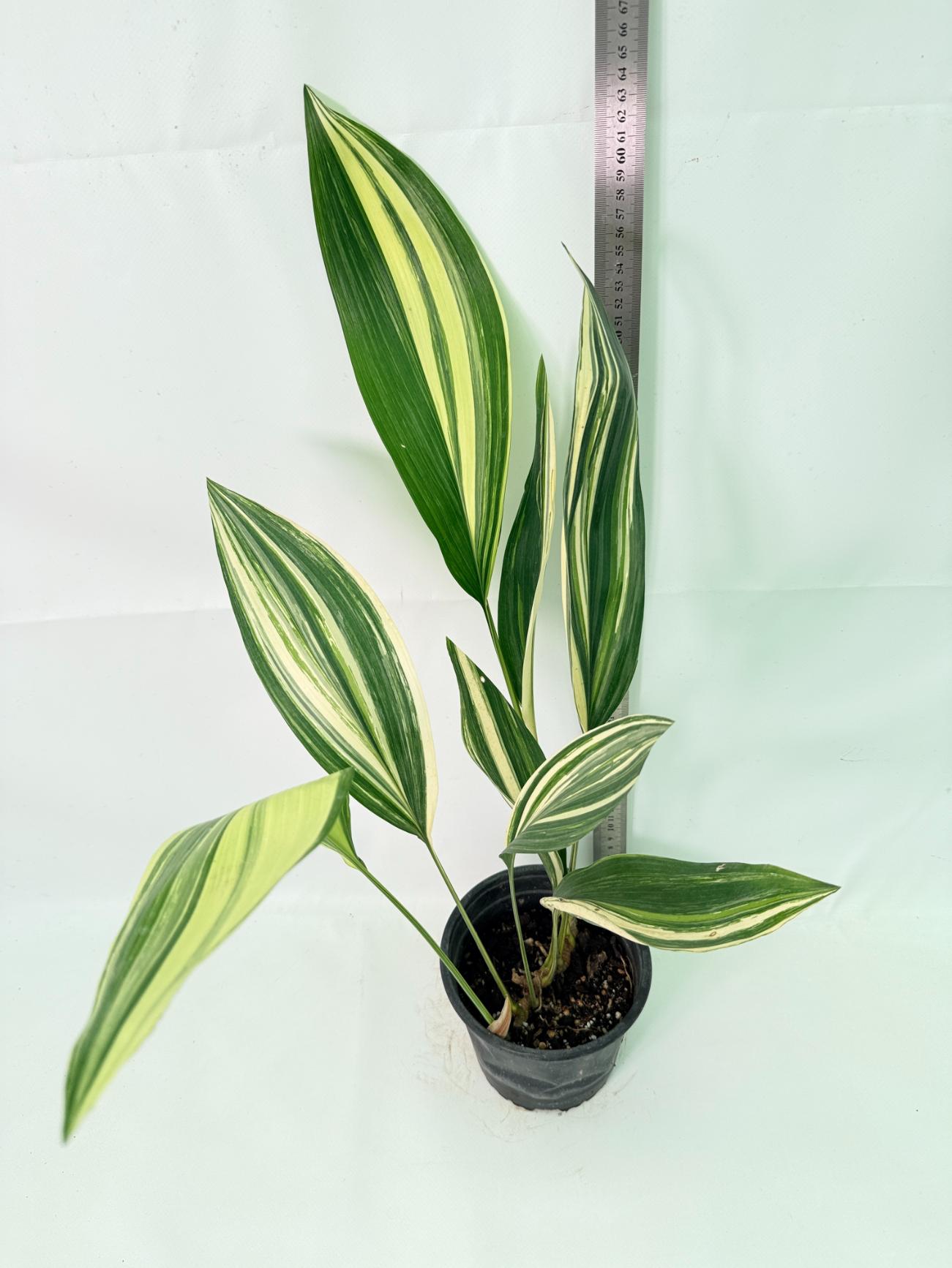 Aspidistra Elatior Variegata 01