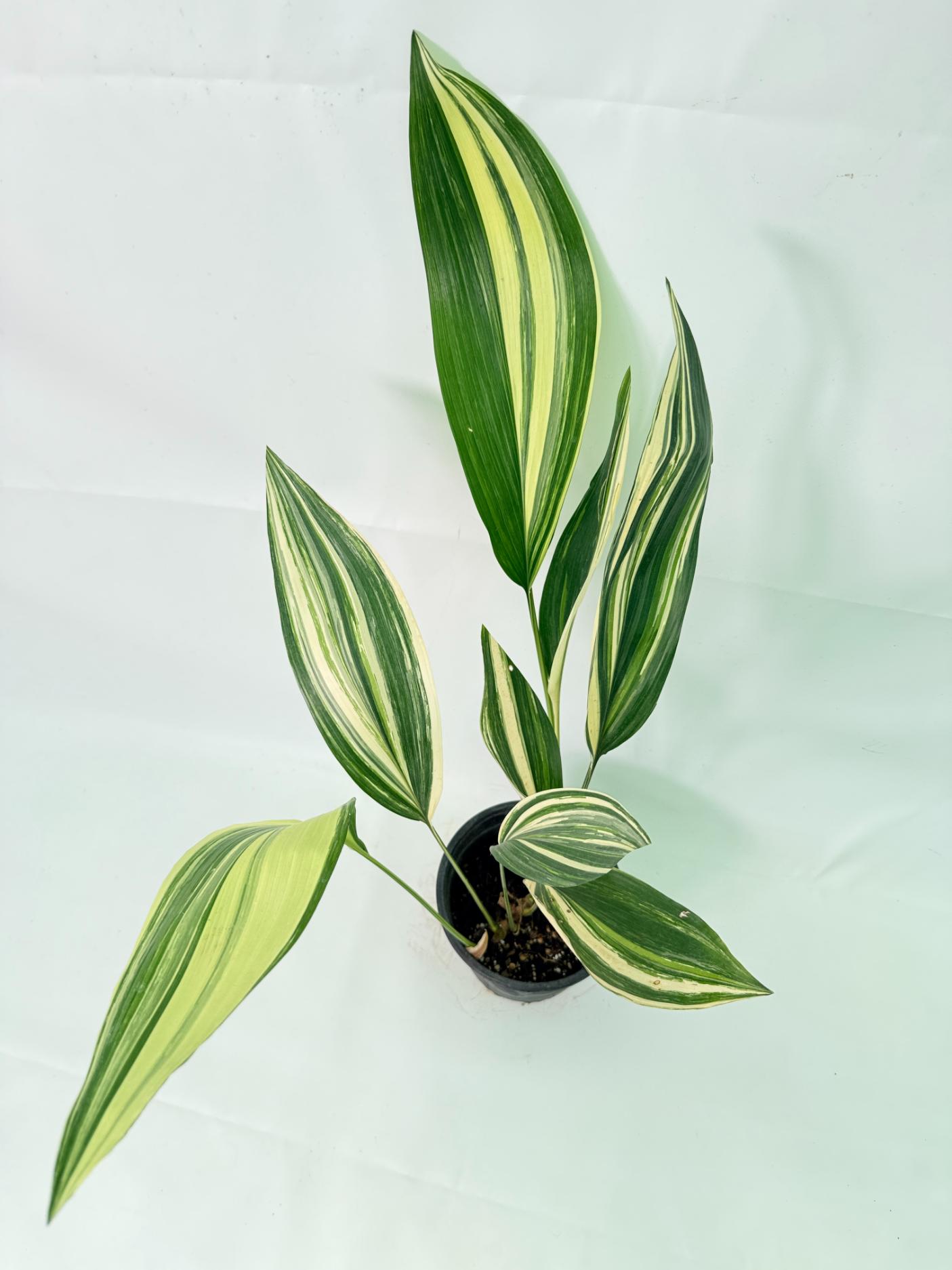 Aspidistra Elatior Variegata 02