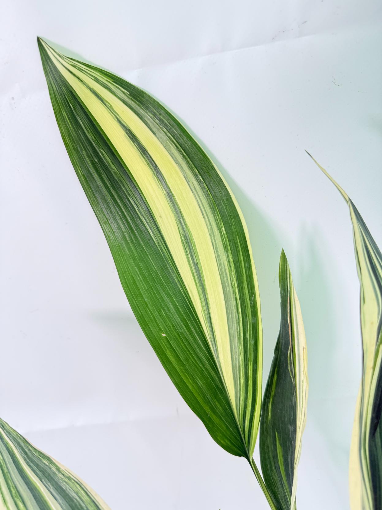 Aspidistra Elatior Variegata 03