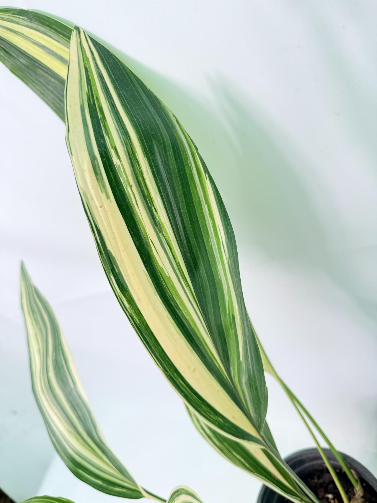 Aspidistra Elatior Variegata 04