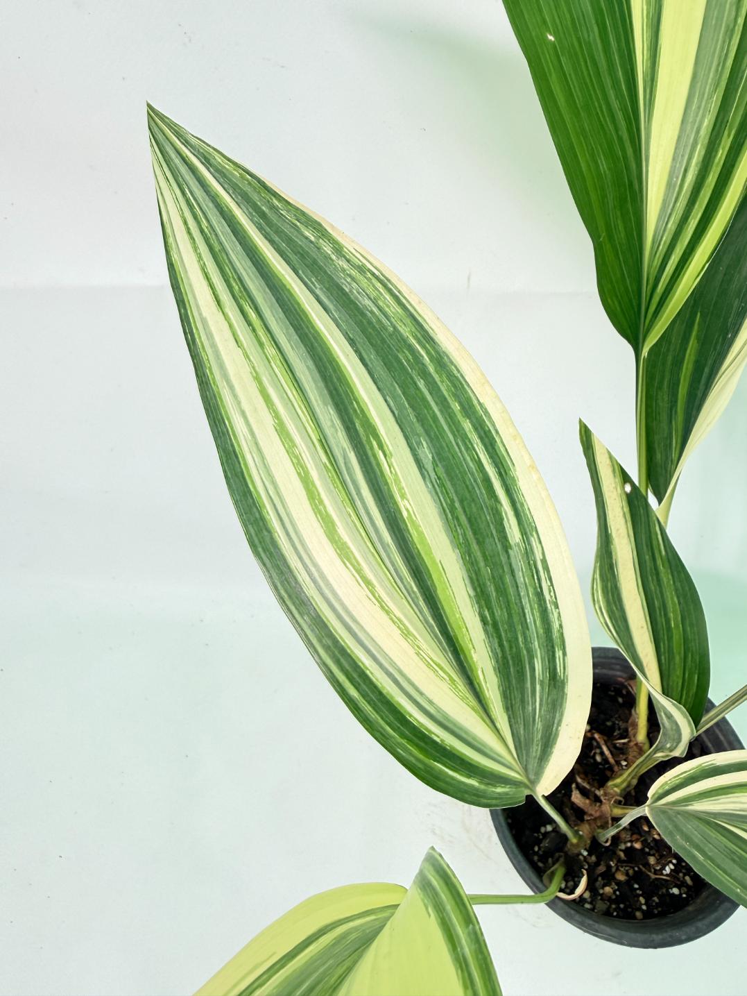 Aspidistra Elatior Variegata 05