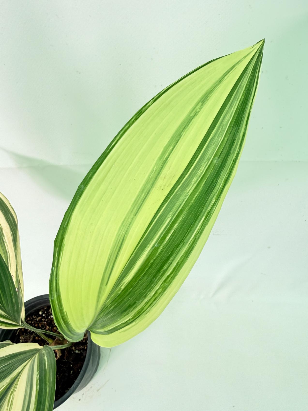 Aspidistra Elatior Variegata 06