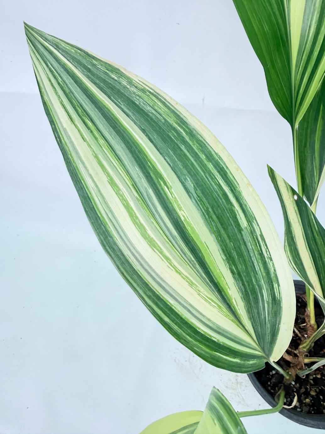 Aspidistra Elatior Variegata 07
