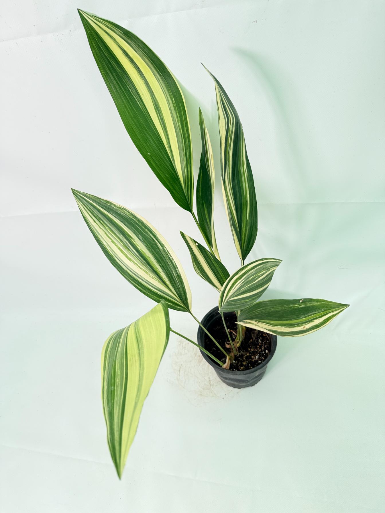 Aspidistra Elatior Variegata 08