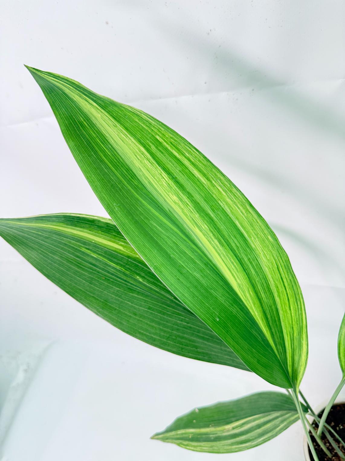 Aspidistra Elatior Variegata 09