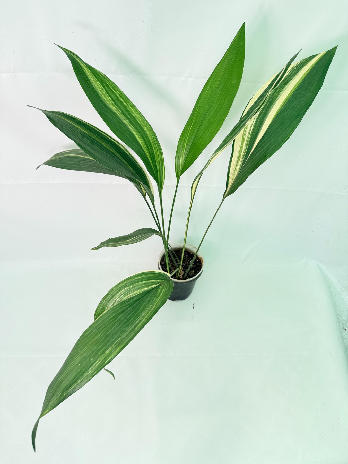Aspidistra Elatior Variegata 10