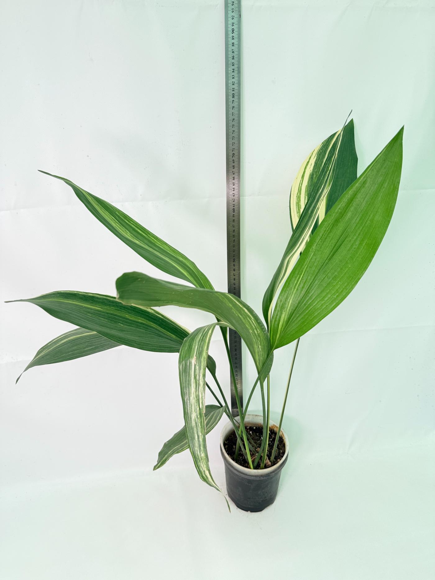 Aspidistra Elatior Variegata 01