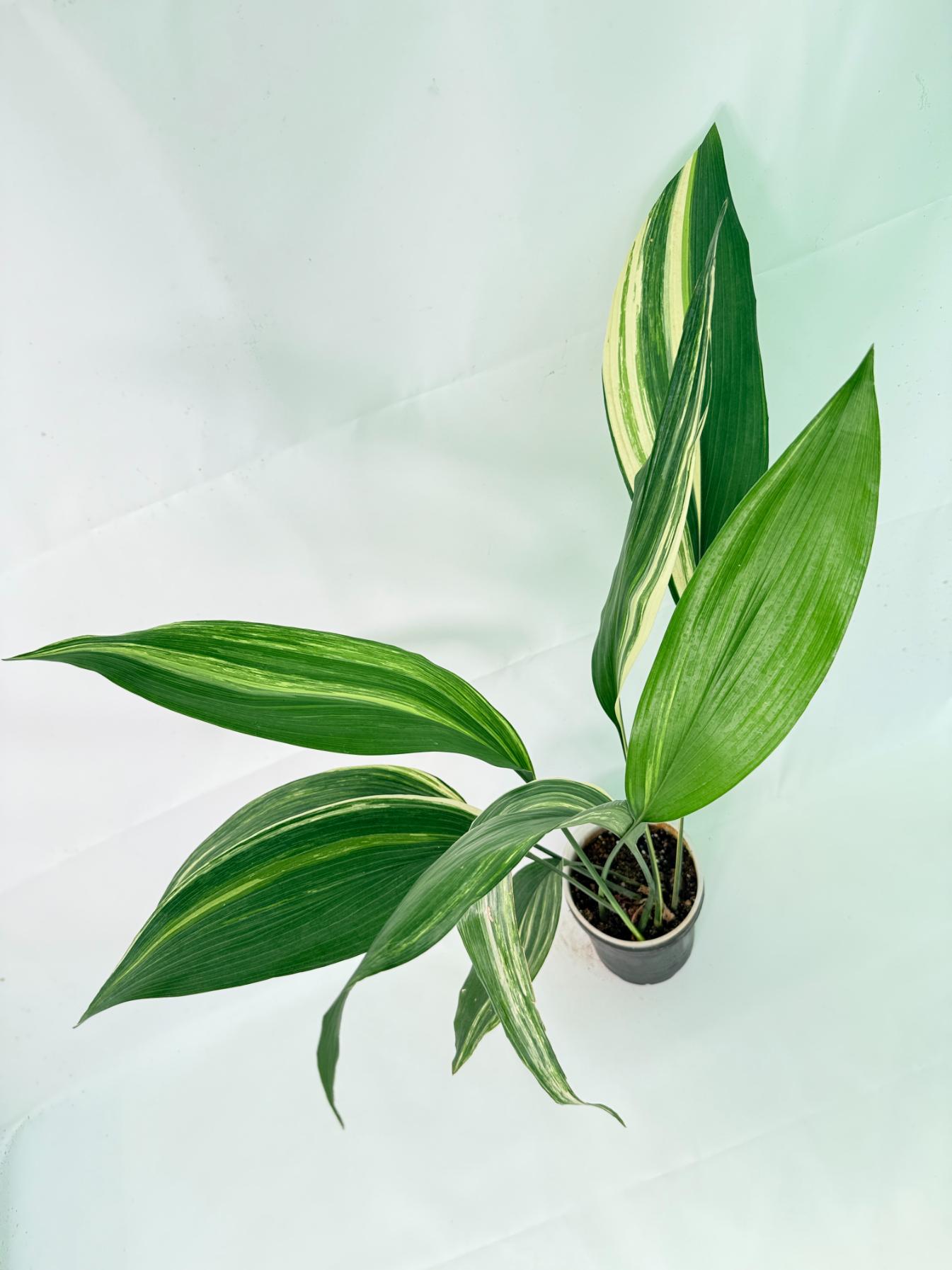 Aspidistra Elatior Variegata 02