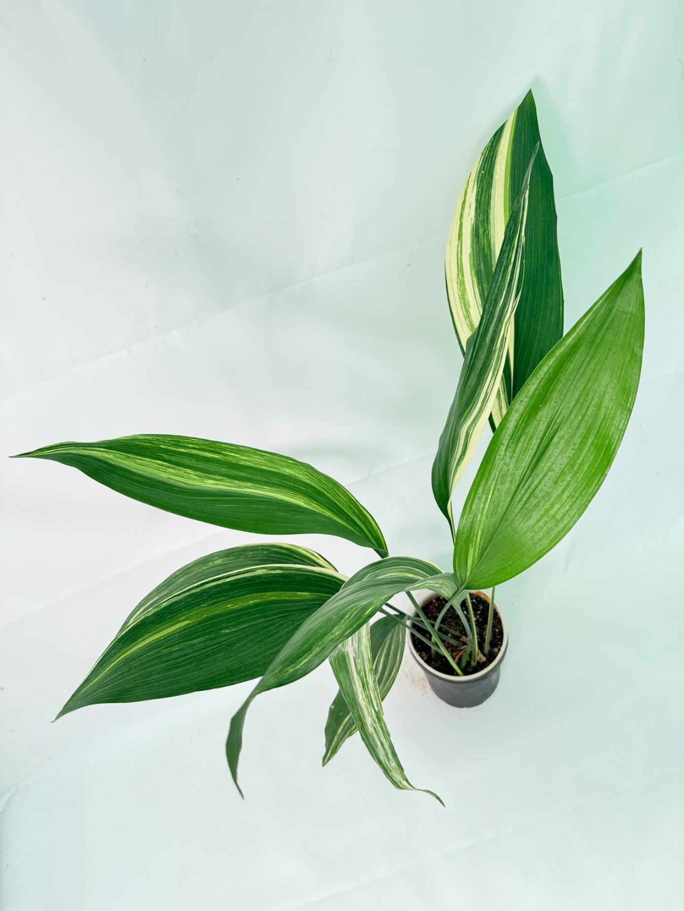 Aspidistra Elatior Variegata 03