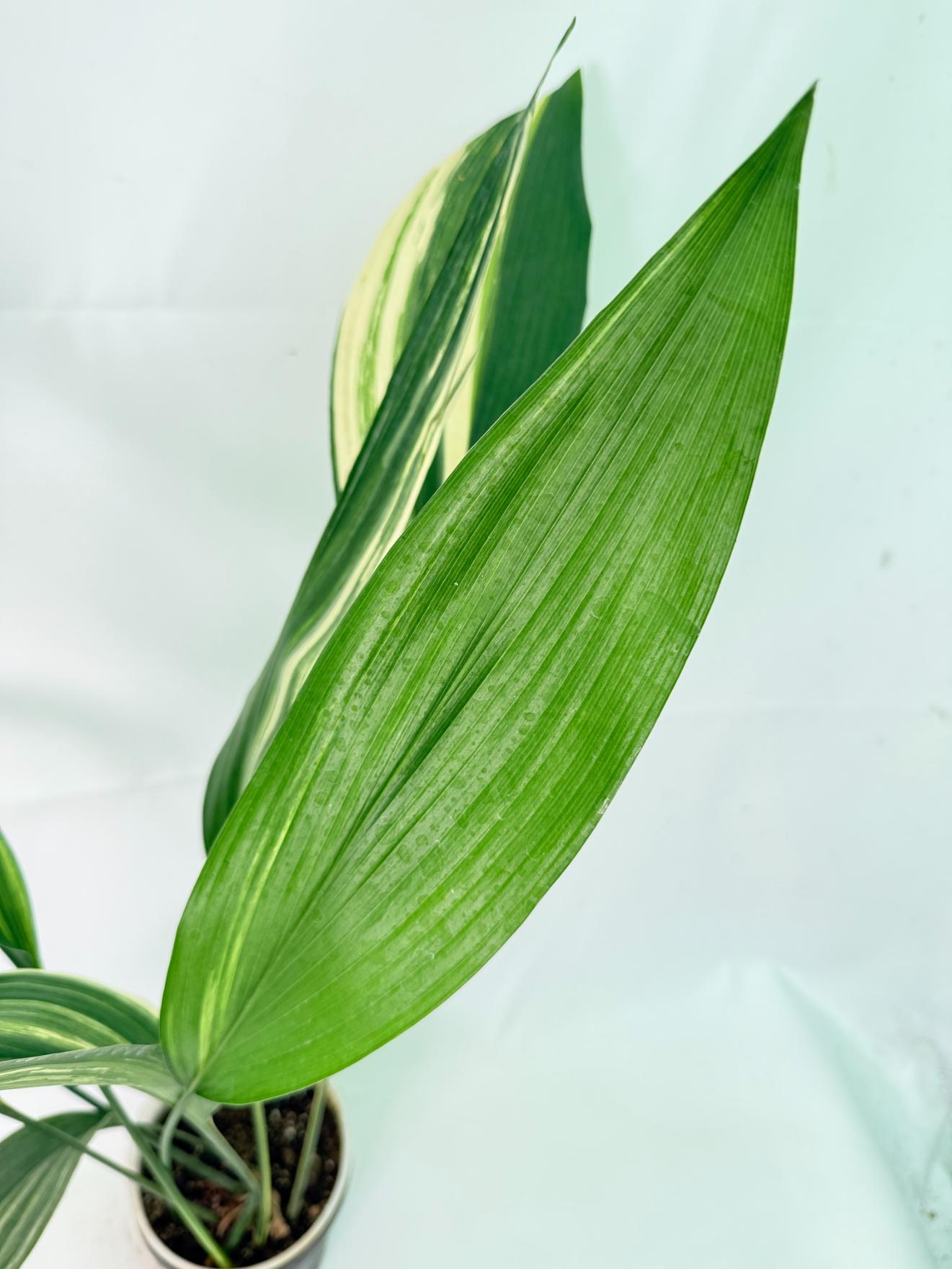 Aspidistra Elatior Variegata 04