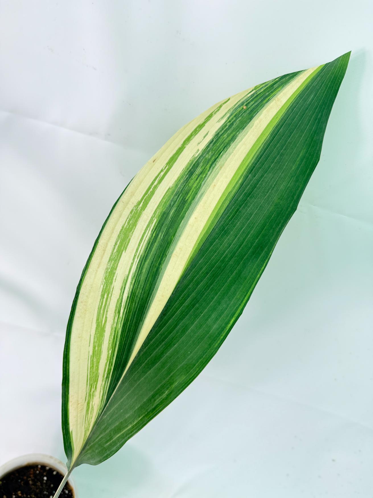Aspidistra Elatior Variegata 05