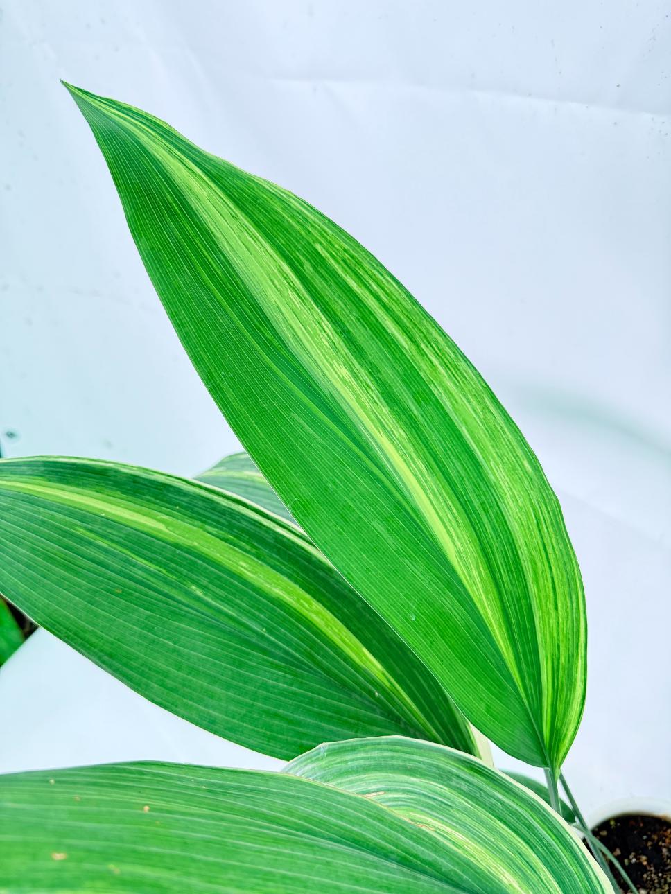Aspidistra Elatior Variegata 06