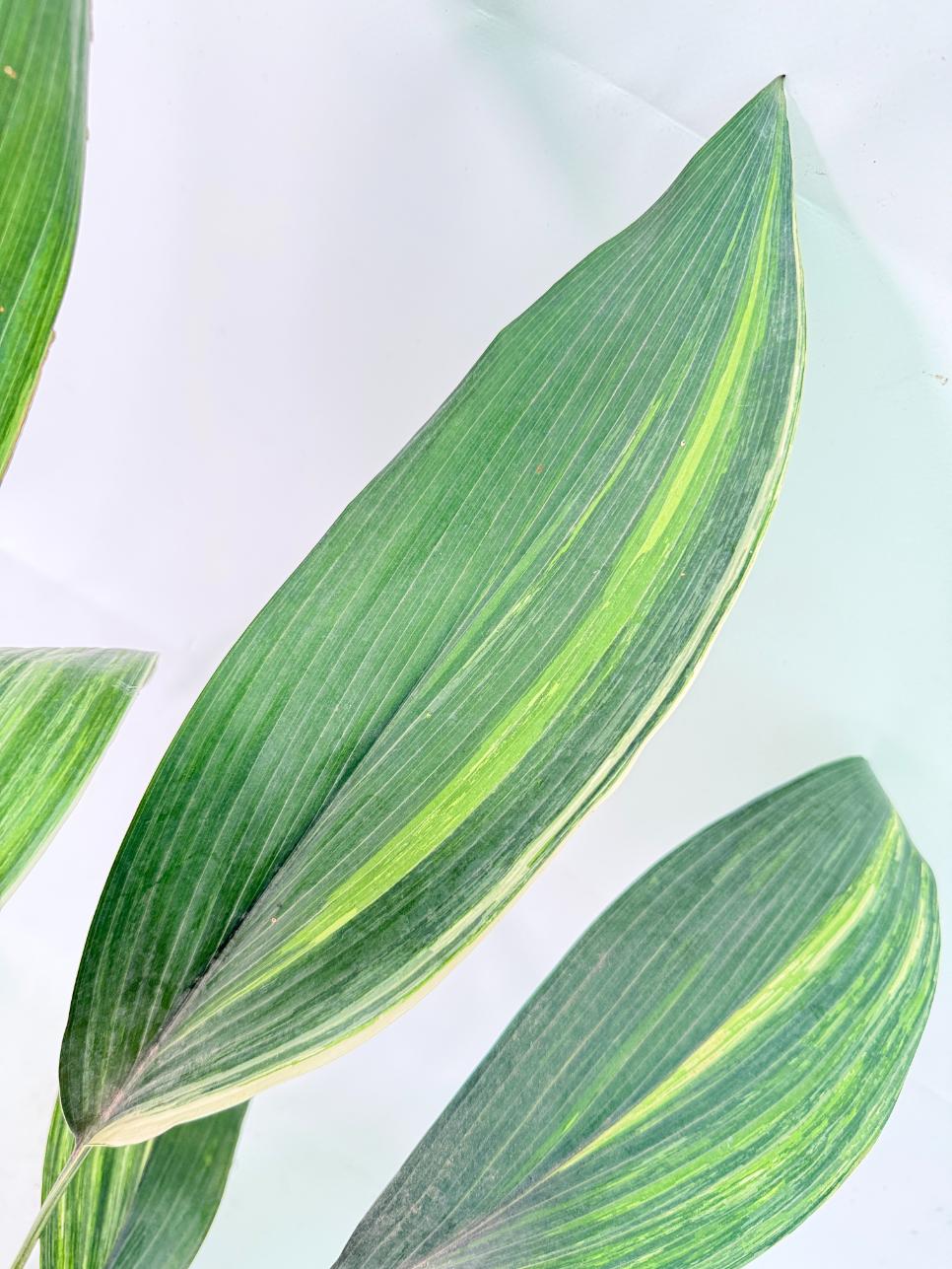 Aspidistra Elatior Variegata 07