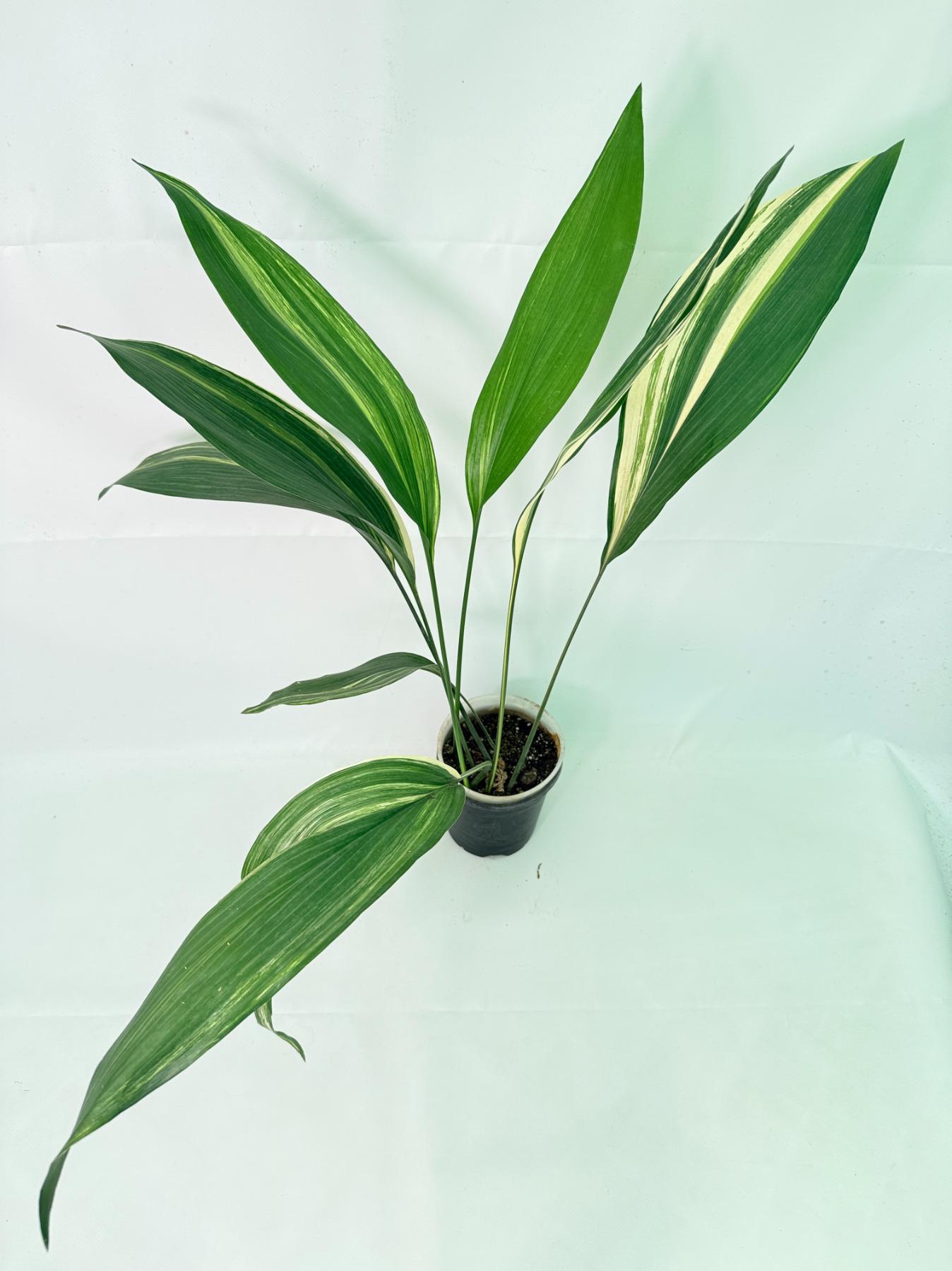 Aspidistra Elatior Variegata 08