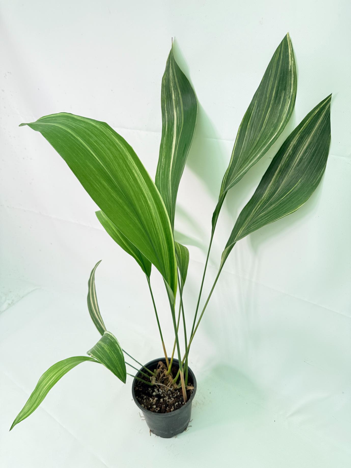 Aspidistra Elatior Variegata 09