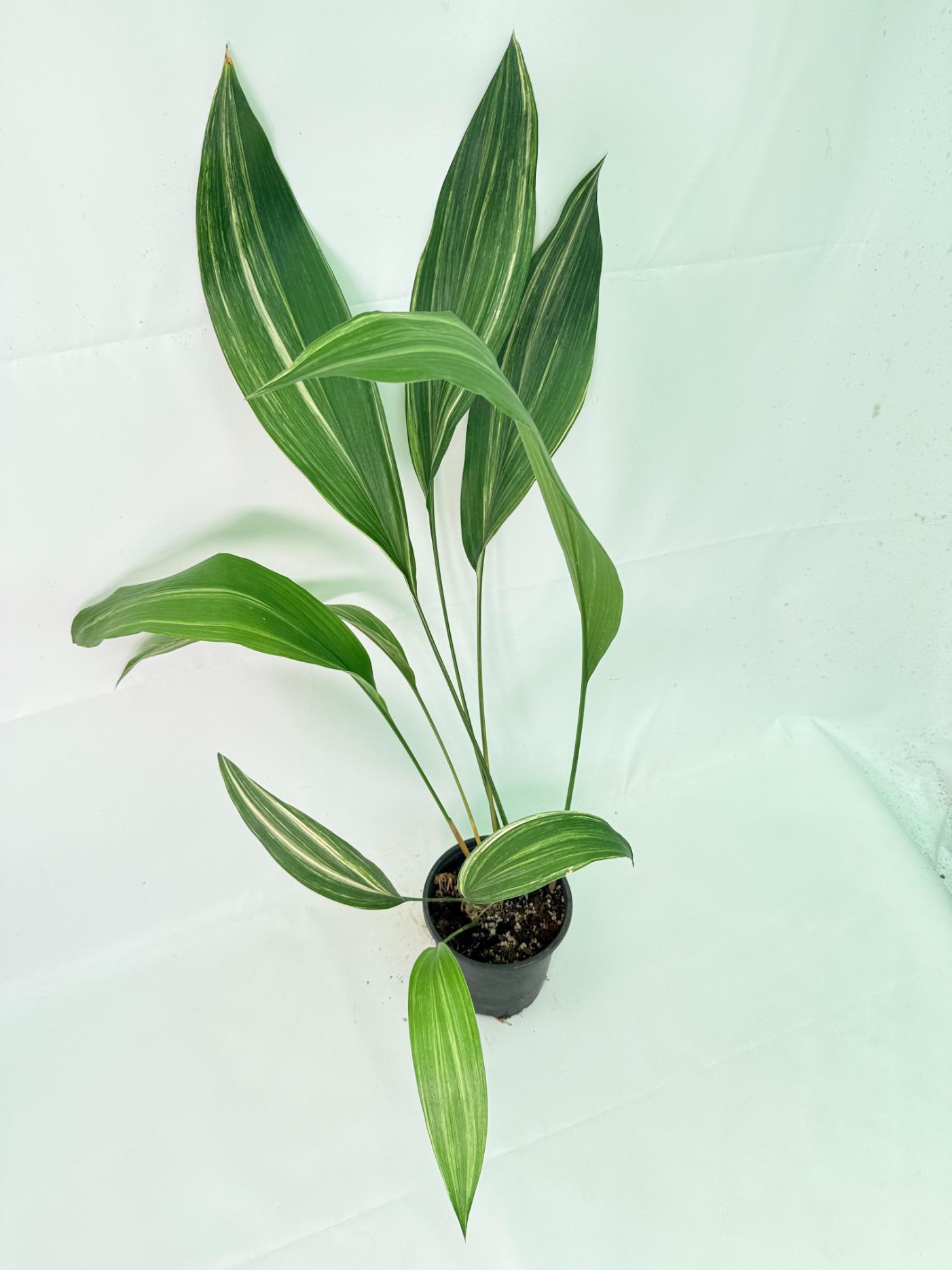 Aspidistra Elatior Variegata 10