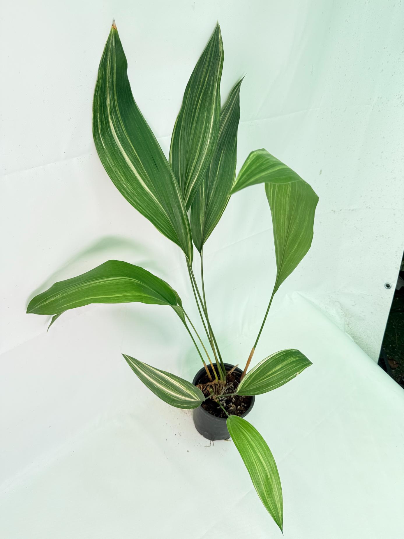 Aspidistra Elatior Variegata 11