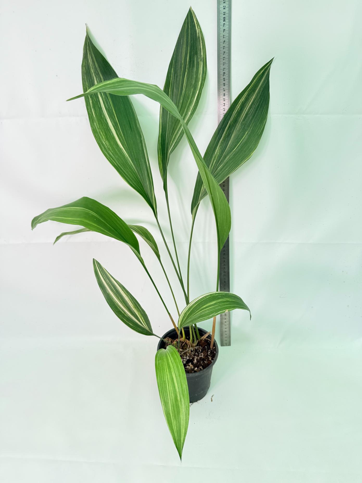 Aspidistra Elatior Variegata 01