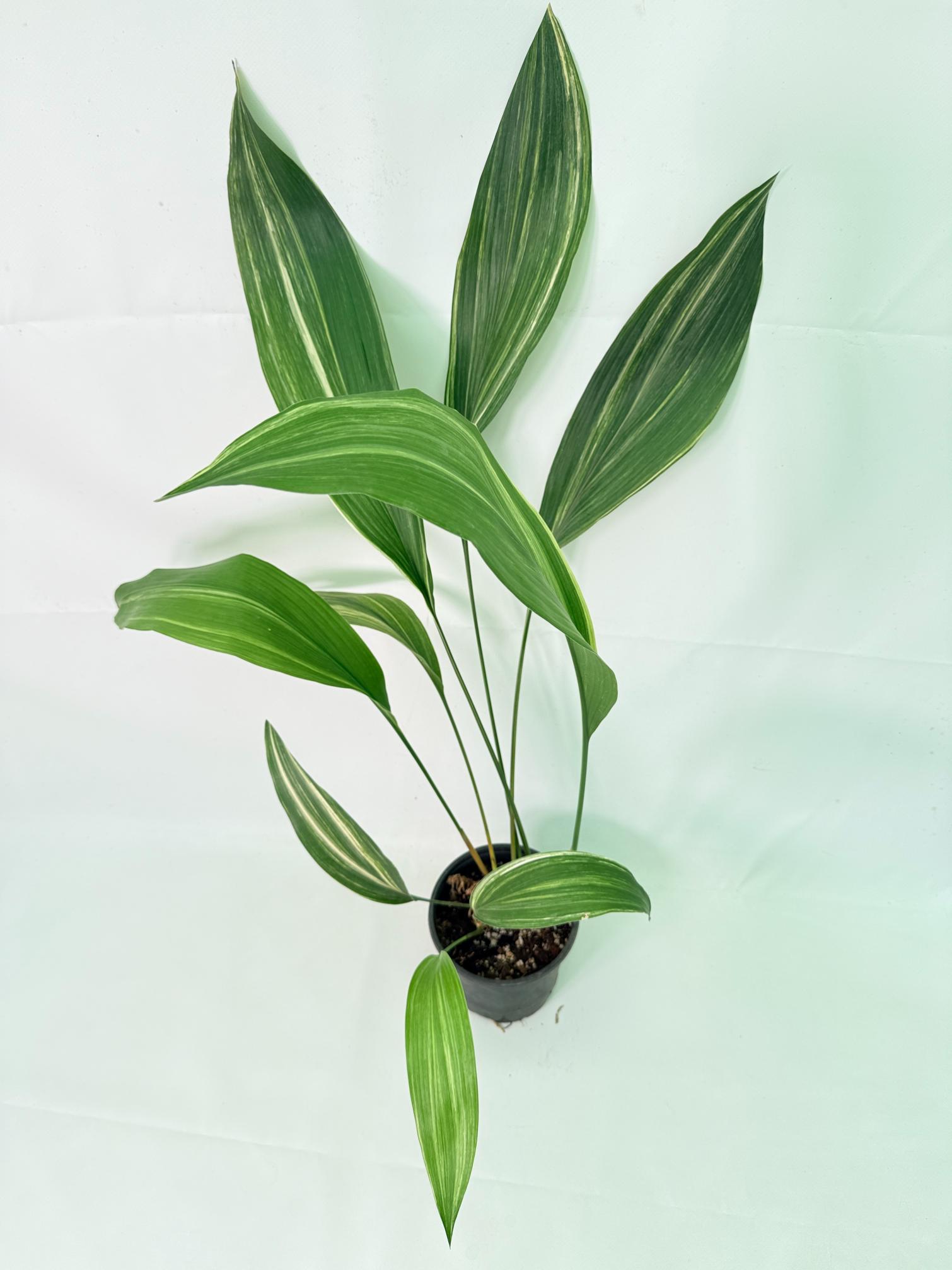 Aspidistra Elatior Variegata 02