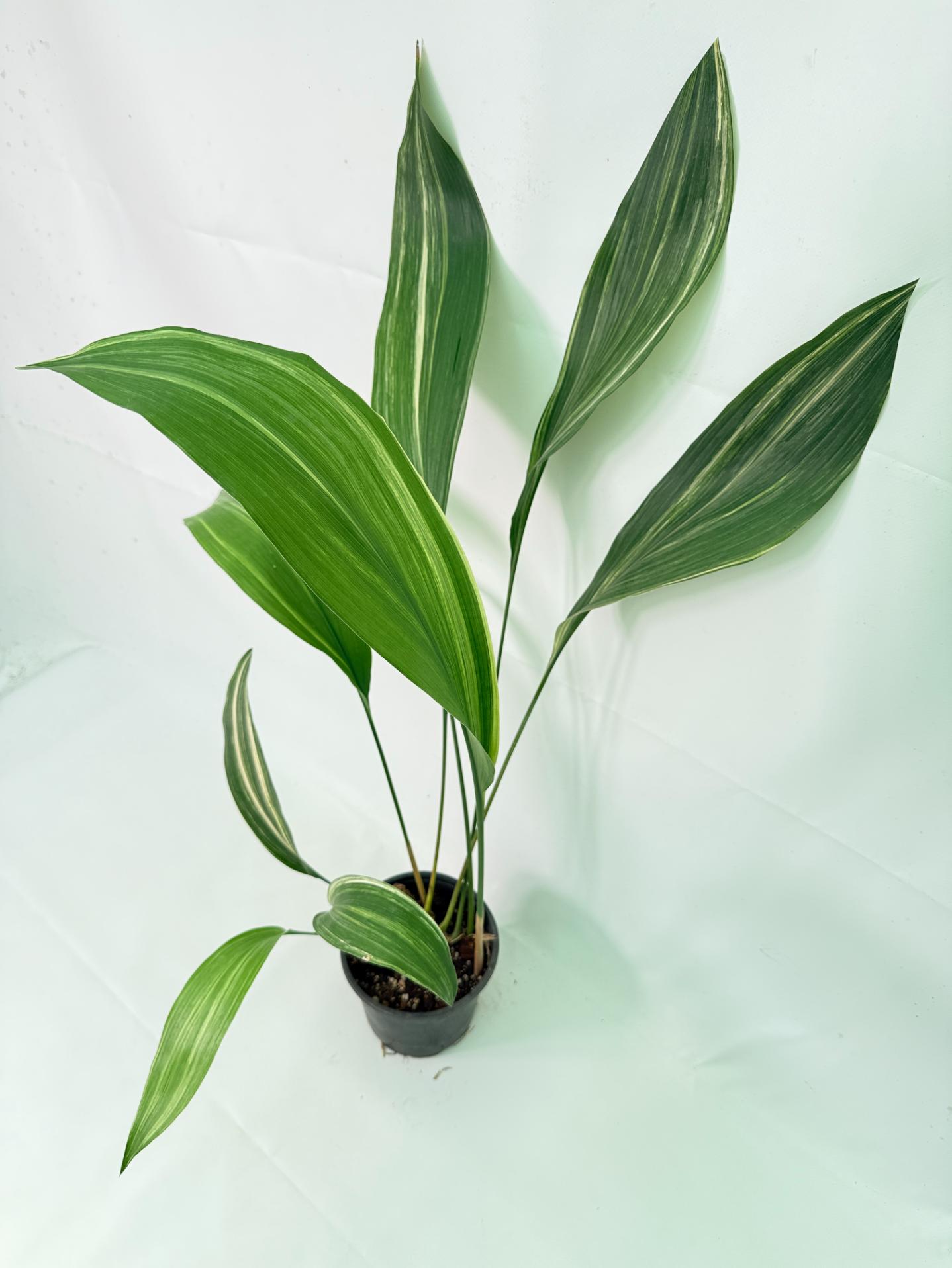 Aspidistra Elatior Variegata 03