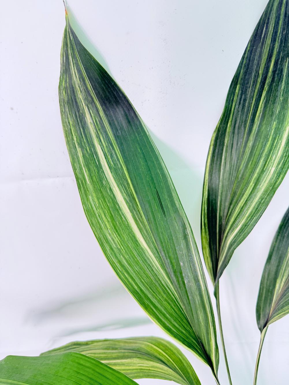 Aspidistra Elatior Variegata 04
