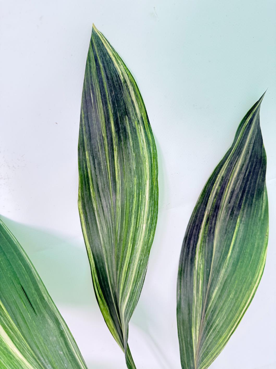 Aspidistra Elatior Variegata 05