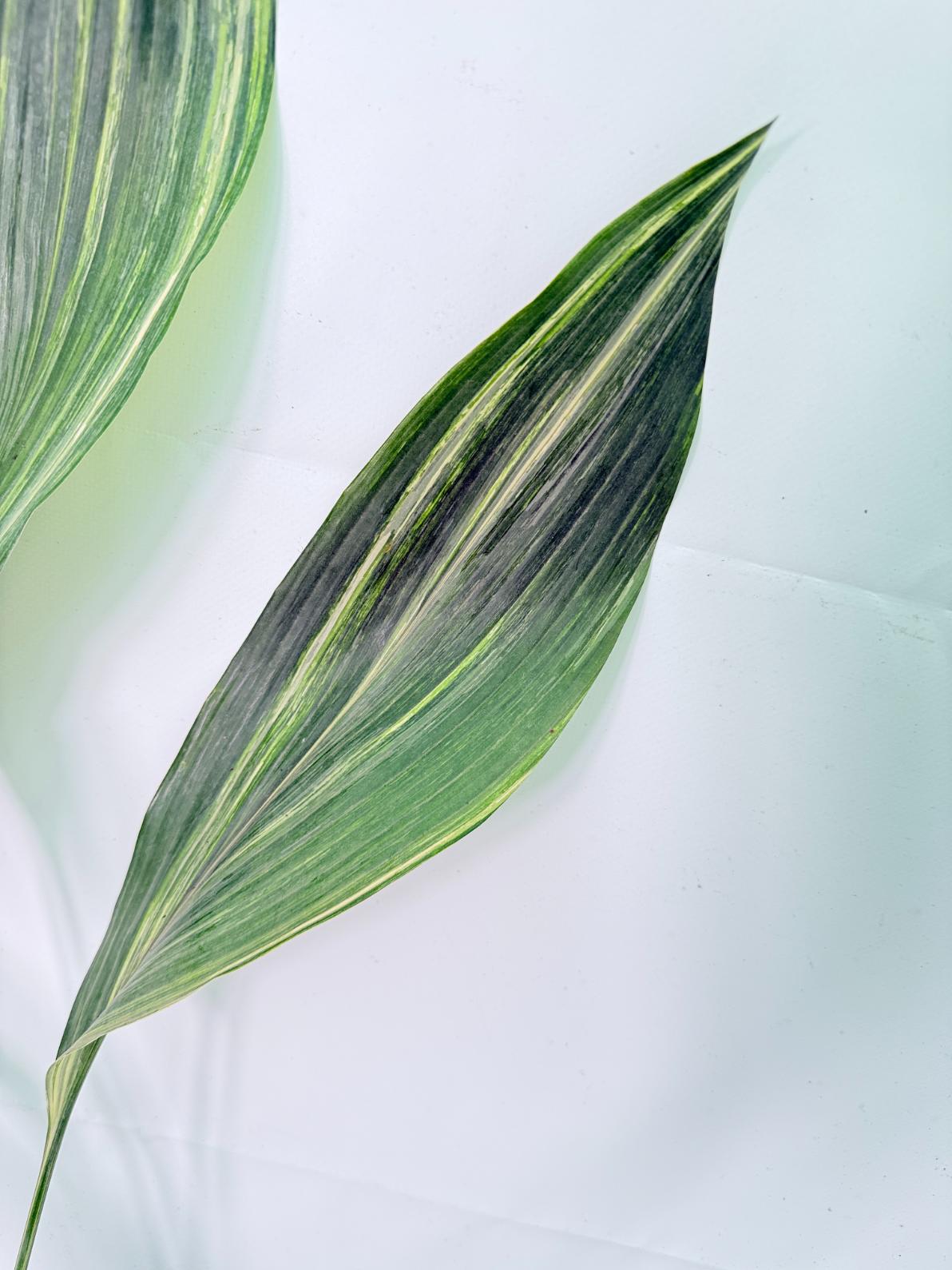 Aspidistra Elatior Variegata 06