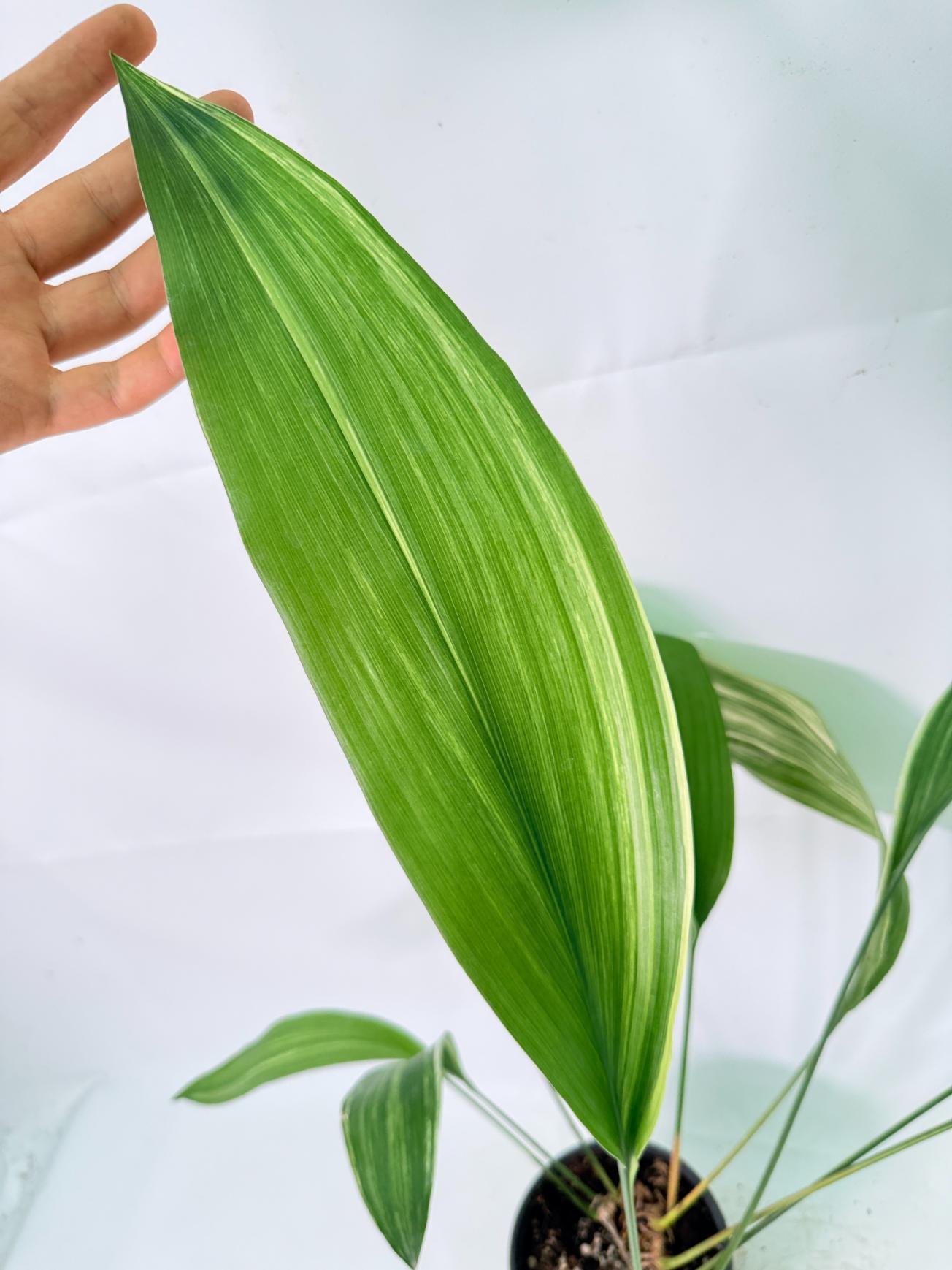 Aspidistra Elatior Variegata 07