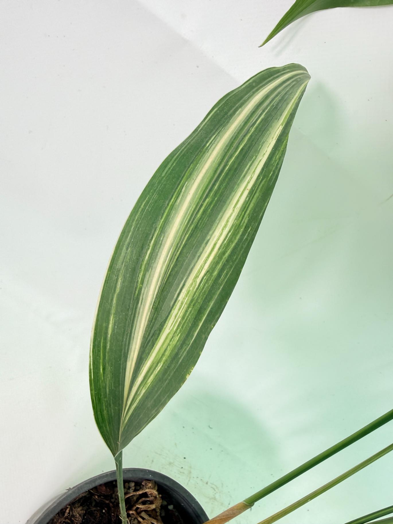 Aspidistra Elatior Variegata 08
