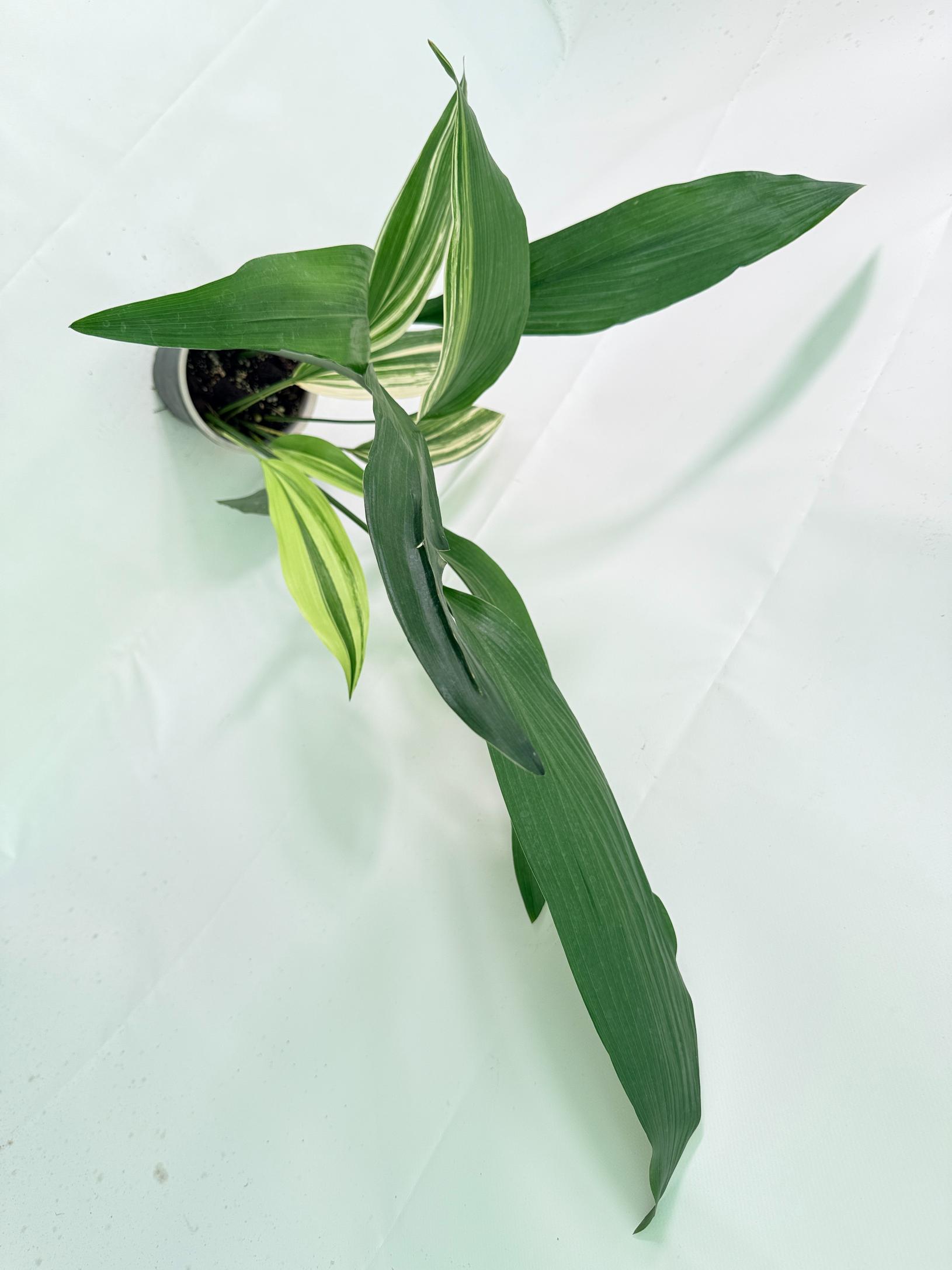 Aspidistra Elatior Variegata 09